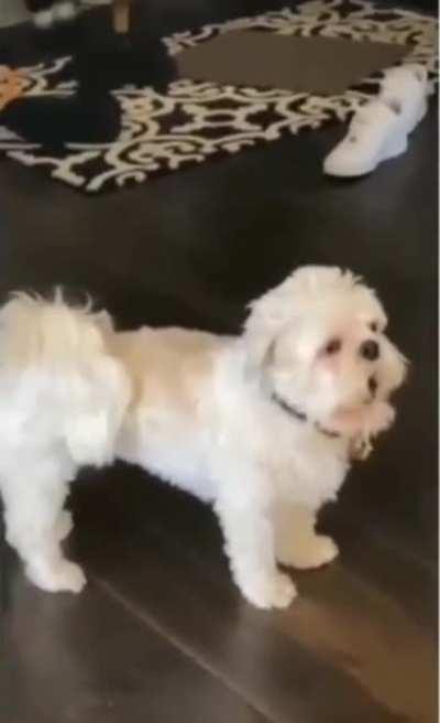 Another dog who doesn't quite know how barking works