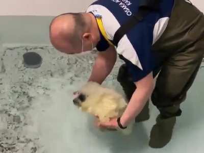 Delightfully amphibious wunks