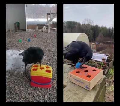 Crows Can Problem Solve And Get Frustrated When It's Hard