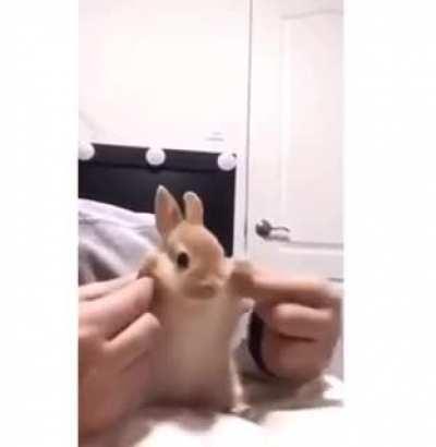 🐇