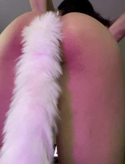 Pull my tail out , and push your dick in !!!