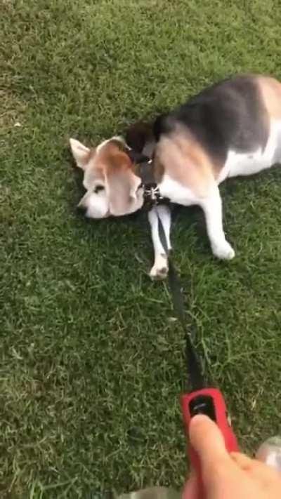 I Need to convince him to go on a walk everyday and then he doesn’t wanna go home.