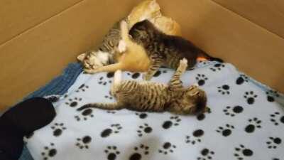 Learning how to roll over with a full belly