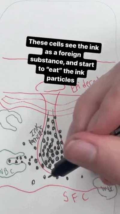 How do tattoos stay permanent -