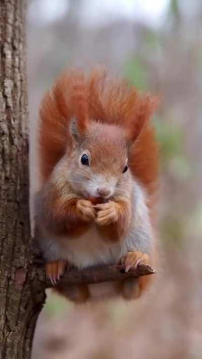 that tail that sweet face💝💝💝