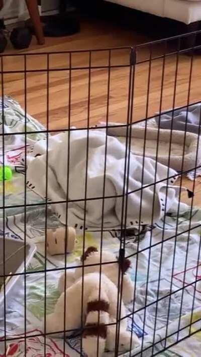 Rare sheet beast in my living room