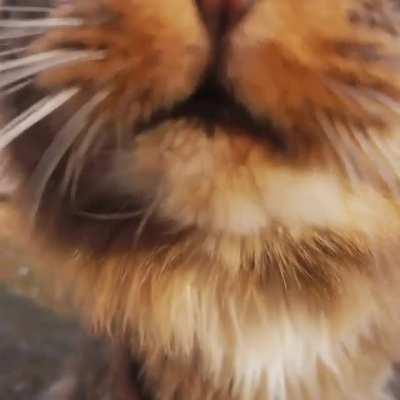 Beautiful little cat 😍