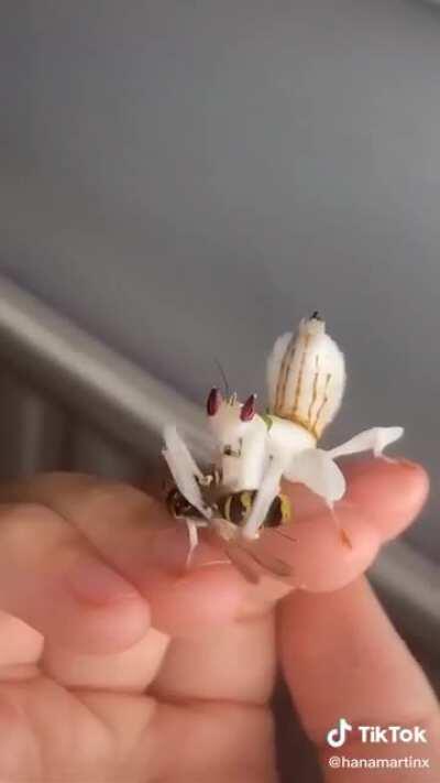 Orchid Mantis v Wasp