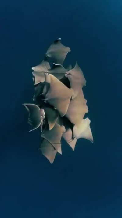 🔥 A group of rays is called a 