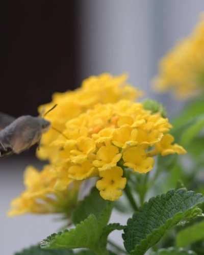 Hummingbird hawk-moth having a snack