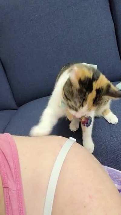 She does this when I don't give her enough attention 🙄