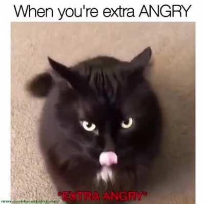WCGW if I tell this obviously angry cat that he is mean?