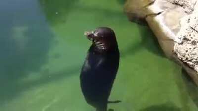 Se que viste muchos memes, con un humor dantesco gigante, ve una foca bailando un rato y despeja tu mente