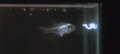 Cardinal fish spitting out octid or something like that