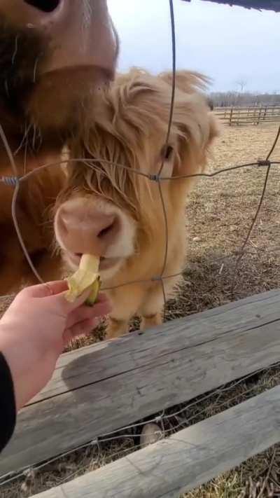 Who knew this Coo would all love bananas 🍌 so much!