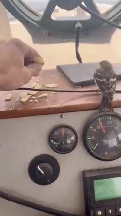 Saving a bird from drowning