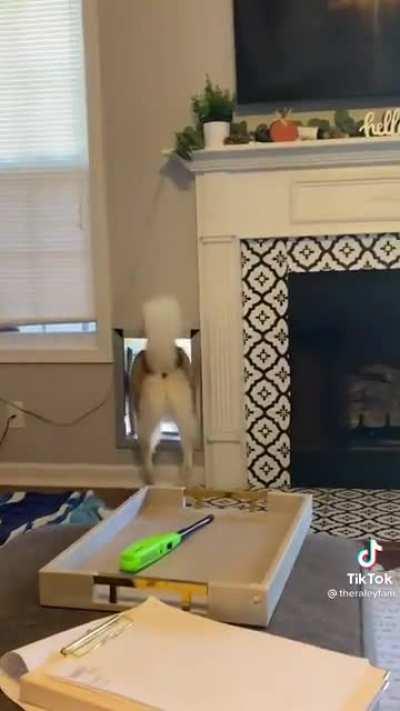 When your husky doesn't wanna hear it today