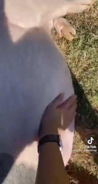 PIg GeTS BruTALlY MurDErEd BY AxE WIelDInG MaDMan