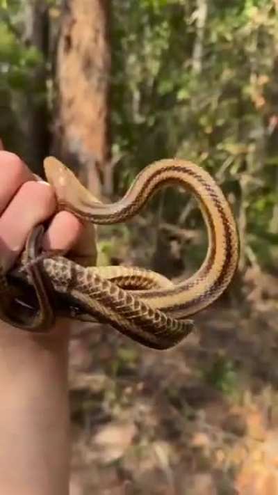 But here's the chomper