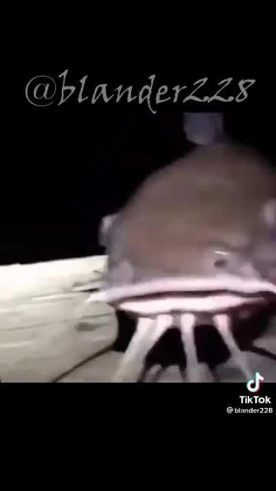 Shitpost com som do zap zap