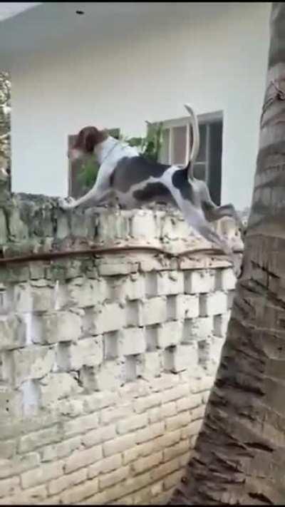 This incredibly nosey Spider-dog.