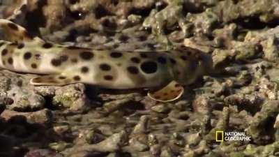 The most recently evolved shark species, the Epaullete Shark can leave the water and walk on land.