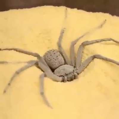 🔥 Sicariidae is a family of six-eyed venomous spiders known for their potentially necrotic bites