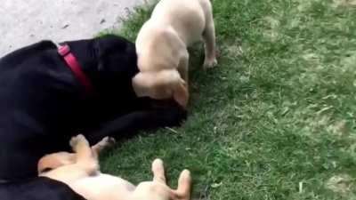 To get away from the kids