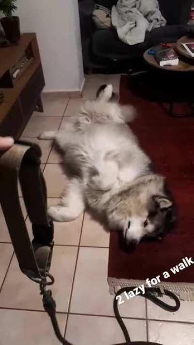 Moon moon lazy mornings