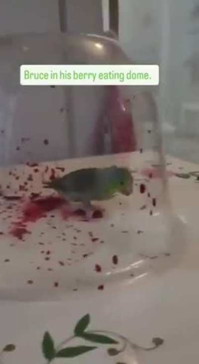 Mass murdering wunk slaughters innocent victims in plain sight