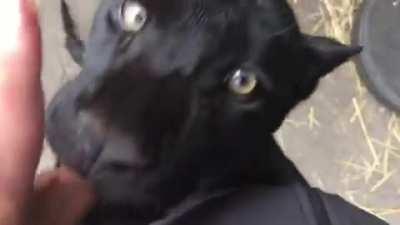 A gentle Black Panther