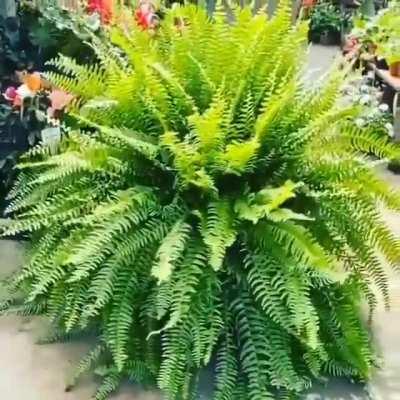 TODAY'S SATISFACTORY VIDEO!