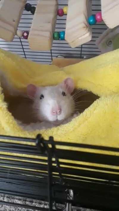 Happy rat in a banana hammock