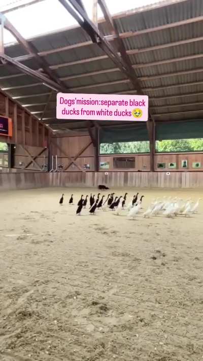 Racial segregation wunkus