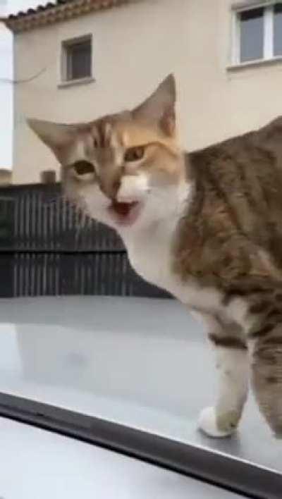 meow…meow….meo…MEOW!