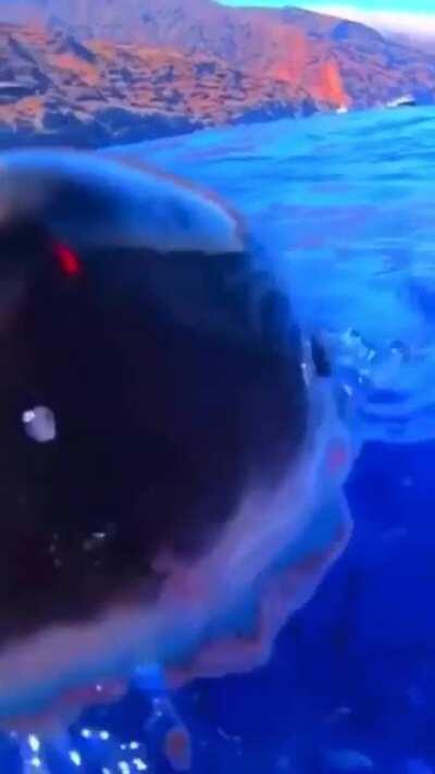 I may have jumped a little