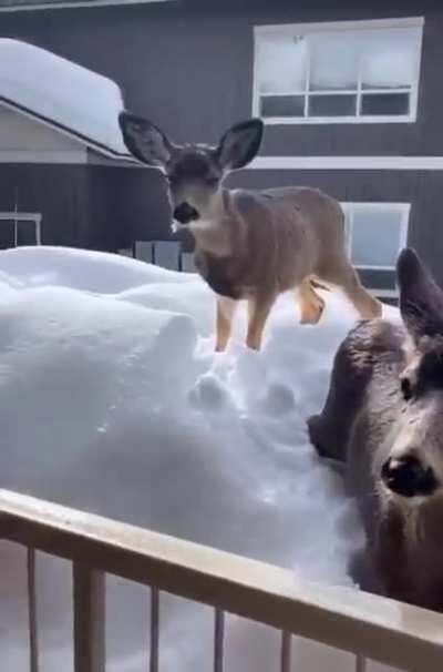 Oh Deer we're on camera