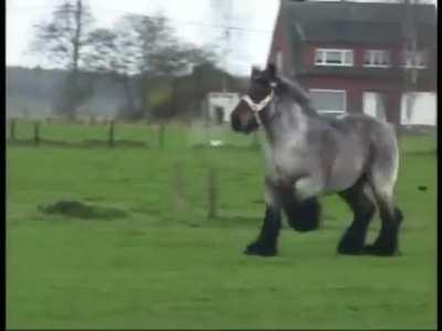 belgian draft horse power