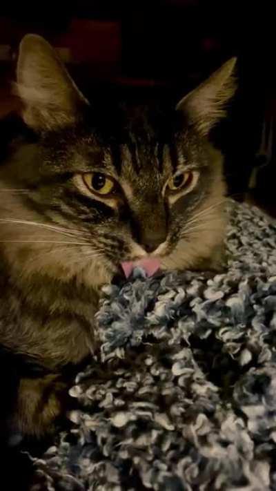 Her blep was a suckle in progress