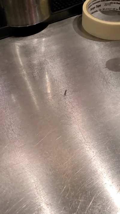 Dancing mosquito at work