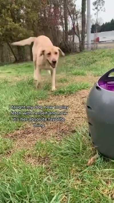 Just a dog playing fetch by itself