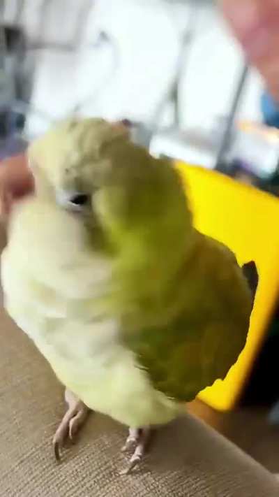 Don't mess with the parrot