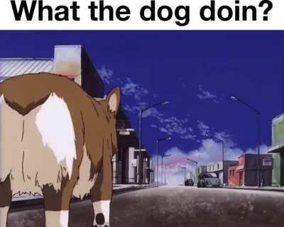 What the dog doin?