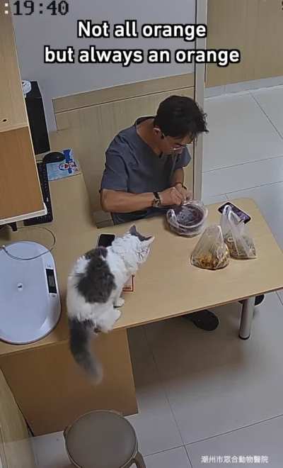 Trying to live peacefully knowing you have an orange cat