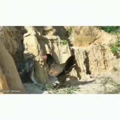 Attacking baby chicks while mom is near