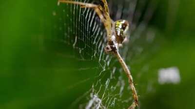 Era: 40s supposidly, Genre: Blue grass, Singer: male, Features: funny mumbling