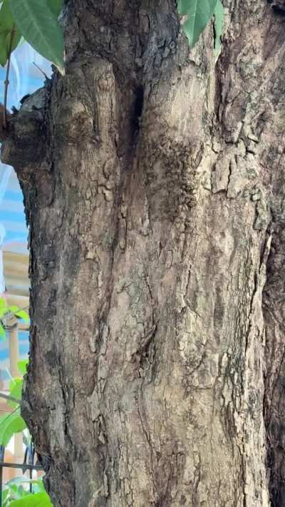 Need help identify the bees in my garden.