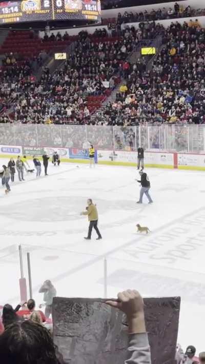 Wiener Dog Race