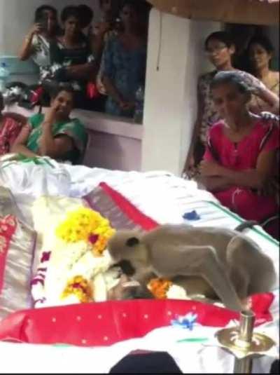Monkey attends funeral of man who used to feed him; tries to wake him up