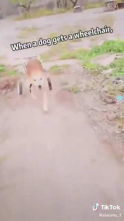 For all of you shibes who are pledging to give money to dog shelters, adopt a dog or even start your own dog sanctuary. This doge has been blessed with a wheelchair and it is wholesome. *warning* you will cry. Doge to the moon!